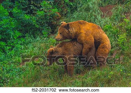 Brown bear (Ursus arctos), Cabarceno Natural Park, Cantabria, Spain View Large Photo Image Stock Image - Brown bear (Ursus arctos), Cabarceno Natural Park, Cantabria, Spain. Fotosearch