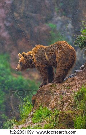 Brown bear (Ursus arctos), Cabarceno Natural Park, Cantabria, Spain View Large Photo Image Stock Photo - Brown bear (Ursus arctos), Cabarceno Natural Park, Cantabria, Spain. Fotosearch