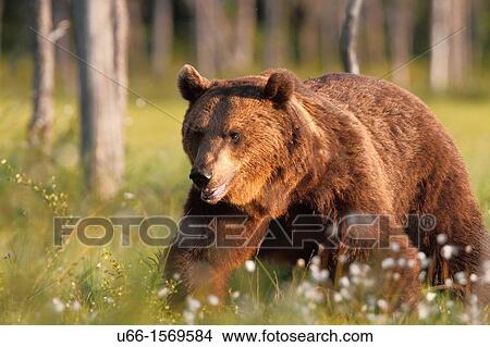 Brown Bear (Ursus arctos), Kuhmo Finland Sweden. View Large Photo Image Picture - Brown Bear (Ursus arctos), Kuhmo Finland Sweden.. Fotosearch