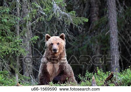 Brown Bear (Ursus arctos), Kuhmo Finland Sweden. View Large Photo Image Stock Image - Brown Bear (Ursus arctos), Kuhmo Finland Sweden.. Fotosearch
