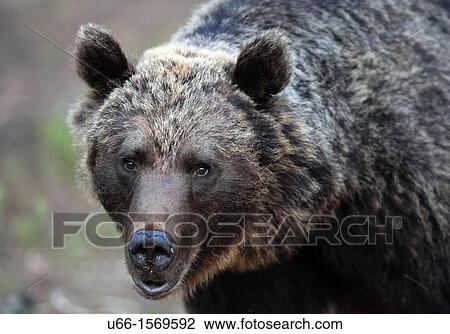 Brown Bear (Ursus arctos), Kuhmo Finland Sweden. View Large Photo Image Stock Image - Brown Bear (Ursus arctos), Kuhmo Finland Sweden.. Fotosearch