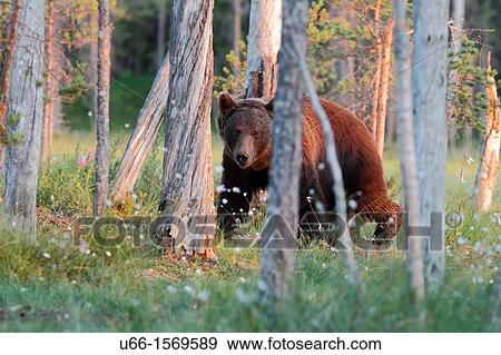 Brown Bear (Ursus arctos), Kuhmo Finland Sweden. View Large Photo Image Stock Photo - Brown Bear (Ursus arctos), Kuhmo Finland Sweden.. Fotosearch