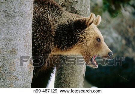 Brown bear (Ursus arctos). Looking between trees. Winter. National Park Bavarian Forest. Germany. View Large Photo Image Stock Photo - Brown bear (Ursus arctos). Looking between trees. Winter. National Park Bavarian Forest. Germany.. Fotosearch