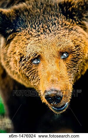 brown bear Ursus arctos View Large Photo Image Picture - brown bear Ursus arctos. Fotosearch