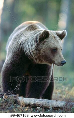 Brown bear (Ursus arctos). Spring. Standing in the pine forest of Carelia near the Russian border. Finland. View Large Photo Image Stock Image - Brown bear (Ursus arctos). Spring. Standing in the pine forest of Carelia near the Russian border. Finland.. Fotosearch