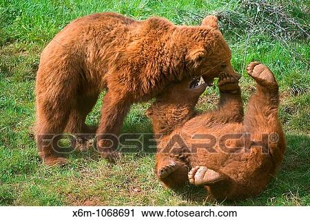 Stock Image - brown bear Ursus arctos youngs playing. Park of Nature. Cabarceno, Cantabria, Spain. Fotosearch