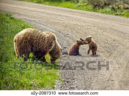 Brown bear with playful cubs in Danali National Park, Alaska, USA. View Large Photo Image Stock Image - Brown bear with playful cubs in Danali National Park, Alaska, USA.. Fotosearch
