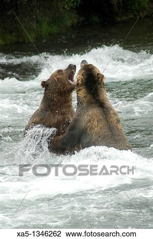Brown Bears sparing for salmon fishing position, Brooks Camp, Katmai National Park, Alaska, USA View Large Photo Image Stock Image - Brown Bears sparing for salmon fishing position, Brooks Camp, Katmai National Park, Alaska, USA. Fotosearch