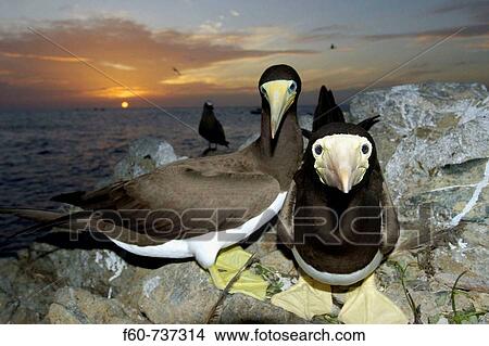 Picture - Brown boobies, Sula leucogaster, at sunset, St Peter and St Paul's rocks, Brazil, Atlantic Ocean. Fotosearch