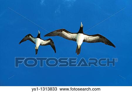 BROWN BOOBY sula leucogaster, ADULTS FLYING AGAINST BLUE SKY, AUSTRALIA View Large Photo Image Stock Image - BROWN BOOBY sula leucogaster, ADULTS FLYING AGAINST BLUE SKY, AUSTRALIA. Fotosearch
