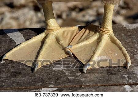 Stock Photo - Brown booby, Sula leucogaster, detail of feet St Peter and St Paul's rocks, Brazil, Atlantic Ocean. Fotosearch