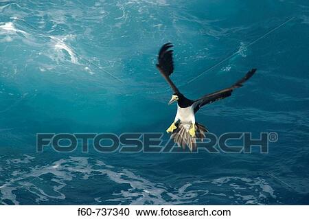 Stock Image - Brown booby, Sula leucogaster, preparing for landing, St Peter and St Paul's rocks Brazil, Atlantic Ocean. Fotosearch