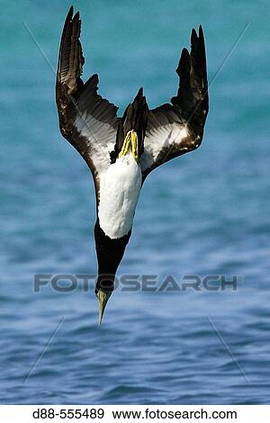 Stock Photo - Brown Booby (Sula leucogaster).. Fotosearch