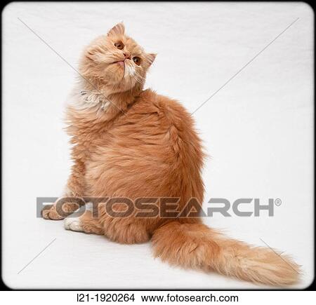 Brown cat. View Large Photo Image Picture - Brown cat.. Fotosearch