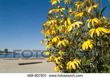 Stock Image - brown-eyed susan flowers, rudbekia hirta, Sunset Beach, Vancouver, BC, Canada. Fotosearch