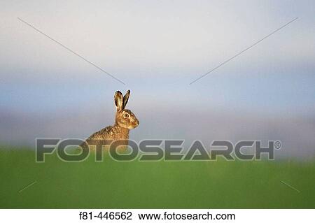 Brown Hare (Lepus capensis) resting in grass field. Scotland. April. View Large Photo Image Stock Image - Brown Hare (Lepus capensis) resting in grass field. Scotland. April.. Fotosearch