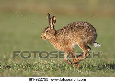 Brown Hare Lepus capensis running across field Scotland April 2008 View Large Photo Image Stock Photography - Brown Hare Lepus capensis running across field Scotland April 2008. Fotosearch
