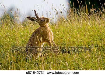 Brown Hare Lepus europaeus Adult View Large Photo Image Stock Image - Brown Hare Lepus europaeus Adult. Fotosearch