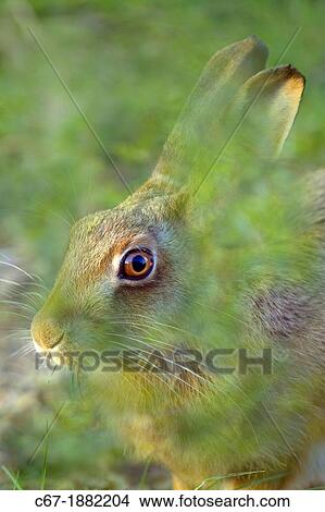 Brown Hare Lepus europaeus portrait View Large Photo Image Picture - Brown Hare Lepus europaeus portrait. Fotosearch