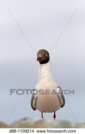 Brown-headed Gull (Larus maculipennis), Sealion Island, Falkland Islands View Large Photo Image Picture - Brown-headed Gull (Larus maculipennis), Sealion Island, Falkland Islands. Fotosearch