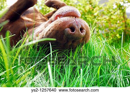 Brown Labrador Retriever rolling in the grass, Sweden View Large Photo Image Stock Image - Brown Labrador Retriever rolling in the grass, Sweden. Fotosearch