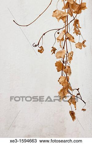 Stock Image - Brown leaves. Fotosearch