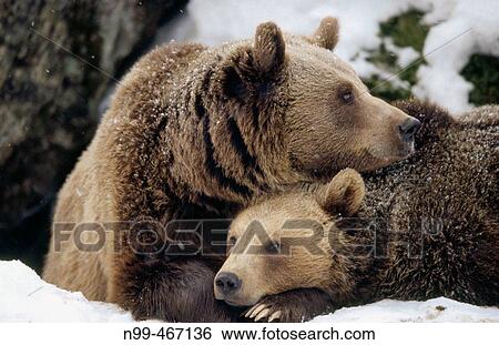 Brown near (Ursus arctos). Mother and cub. Intimity, lying in front of their den. National Park Bavarian Forest. Germany. View Large Photo Image Stock Photograph - Brown near (Ursus arctos). Mother and cub. Intimity, lying in front of their den. National Park Bavarian Forest. Germany.. Fotosearch