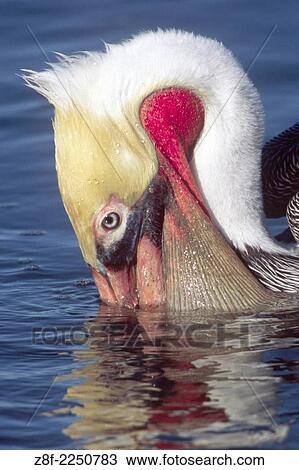 Stock Image - Brown Pelican in full breeding colors with it's bill in the water-closeup. (Pelecanus occidentalis). Bolsa Chica Wetlands, California.. Fotosearch