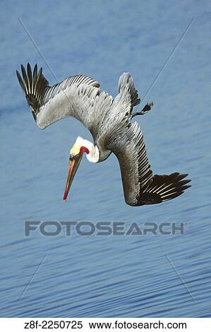 Brown Pelican in full breeding colors dives for fish. (Pelecanus occidentalis). Bolsa Chica State Park, California. View Large Photo Image Stock Photography - Brown Pelican in full breeding colors dives for fish. (Pelecanus occidentalis). Bolsa Chica State Park, California.. Fotosearch