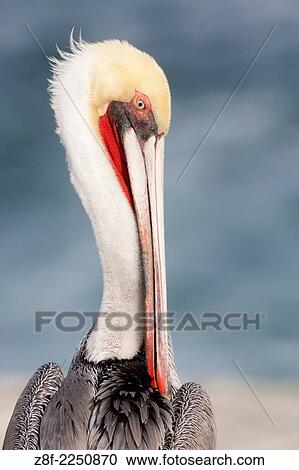 Brown Pelican in full breeding colors-closeup. (Pelecanus occidentalis). La Jolla, California. View Large Photo Image Stock Image - Brown Pelican in full breeding colors-closeup. (Pelecanus occidentalis). La Jolla, California.. Fotosearch