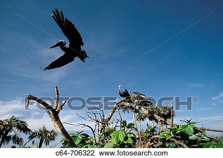 Brown pelican (Pelecanus occidentalis). Caribbean Sea. Venezuela View Large Photo Image Stock Image - Brown pelican (Pelecanus occidentalis). Caribbean Sea. Venezuela. Fotosearch