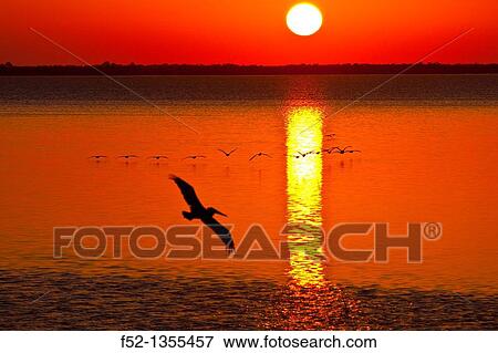 Stock Photo - BROWN PELICAN Pelecanus occidentalis, Bird Island, Holbox Island, State Quntana Roo, Yucatan Peninsula, Mexico. Fotosearch