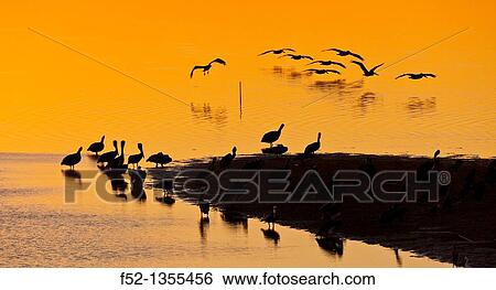 BROWN PELICAN Pelecanus occidentalis, Bird Island, Holbox Island, State Quntana Roo, Yucatan Peninsula, Mexico View Large Photo Image Stock Photograph - BROWN PELICAN Pelecanus occidentalis, Bird Island, Holbox Island, State Quntana Roo, Yucatan Peninsula, Mexico. Fotosearch