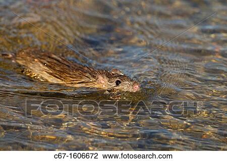 Brown Rat Rattus norvegicus swimming in duck pond Norfolk View Large Photo Image Stock Image - Brown Rat Rattus norvegicus swimming in duck pond Norfolk. Fotosearch