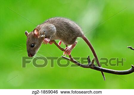 Brown Rat Rattus norvegicus this is a young rat displaying a high level of agility View Large Photo Image Stock Photograph - Brown Rat Rattus norvegicus this is a young rat displaying a high level of agility. Fotosearch