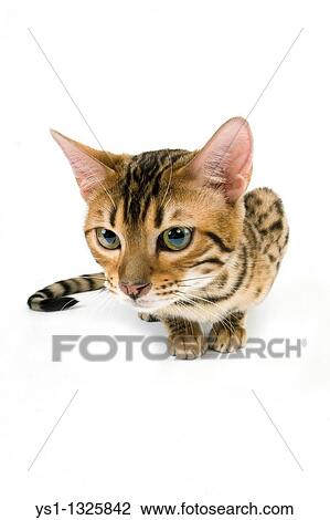 Stock Image - BROWN SPOTTED TABBY BENGAL DOMESTIC CAT. Fotosearch