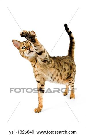 BROWN SPOTTED TABBY BENGAL DOMESTIC CAT, ADULT HOLDING FRONT LEG UP View Large Photo Image Stock Image - BROWN SPOTTED TABBY BENGAL DOMESTIC CAT, ADULT HOLDING FRONT LEG UP. Fotosearch