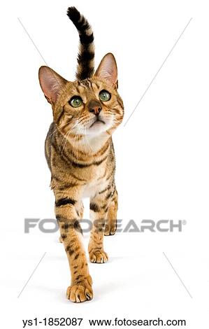 Brown Spotted Tabby Bengal Domestic Cat, Adult against White Background View Large Photo Image Stock Photo - Brown Spotted Tabby Bengal Domestic Cat, Adult against White Background. Fotosearch