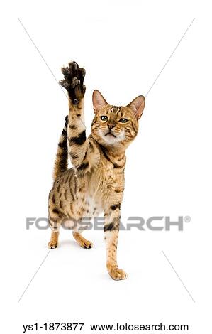 Stock Photo - Brown Spotted Tabby Bengal Domestic Cat, Adult playing, Holding up front Paw against White Background. Fotosearch