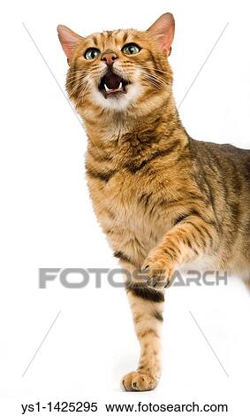BROWN SPOTTED TABBY BENGAL DOMESTIC CAT, ADULT HOLDING FRONT LEG UP View Large Photo Image Stock Photography - BROWN SPOTTED TABBY BENGAL DOMESTIC CAT, ADULT HOLDING FRONT LEG UP. Fotosearch