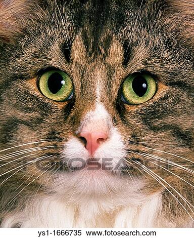 Brown Tabby and White Domestic Cat, Portrait of Adult View Large Photo Image Stock Photography - Brown Tabby and White Domestic Cat, Portrait of Adult. Fotosearch