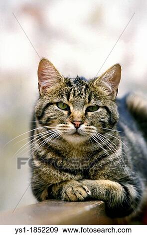 Brown Tabby Domestic Cat, laying View Large Photo Image Stock Photo - Brown Tabby Domestic Cat, laying. Fotosearch