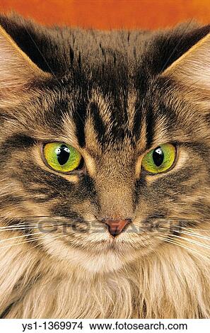 BROWN TABBY MAINE COON DOMESTIC CAT, PORTRAIT OF ADULT View Large Photo Image Picture - BROWN TABBY MAINE COON DOMESTIC CAT, PORTRAIT OF ADULT. Fotosearch