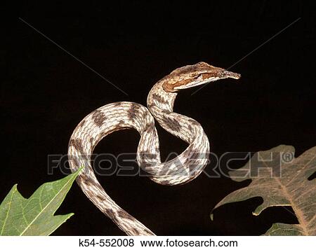 Brown Vine Snake (Ahetulla pulverulenta), Goa, India View Large Photo Image Stock Photo - Brown Vine Snake (Ahetulla pulverulenta), Goa, India. Fotosearch