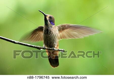 Brown Violetear, Cortada del Guayabo, Venezuela View Large Photo Image Stock Photography - Brown Violetear, Cortada del Guayabo, Venezuela. Fotosearch