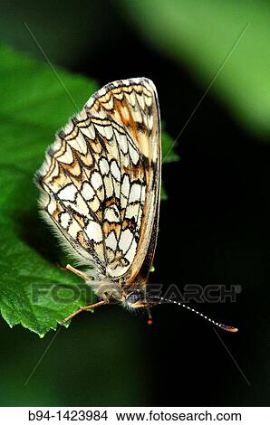 Brush-footed butterfly (Melitaea sp., fam. Nymphalidae). Osseja, Pyrenees-Orientales, Languedoc-Roussillon, France View Large Photo Image Picture - Brush-footed butterfly (Melitaea sp., fam. Nymphalidae). Osseja, Pyrenees-Orientales, Languedoc-Roussillon, France. Fotosearch