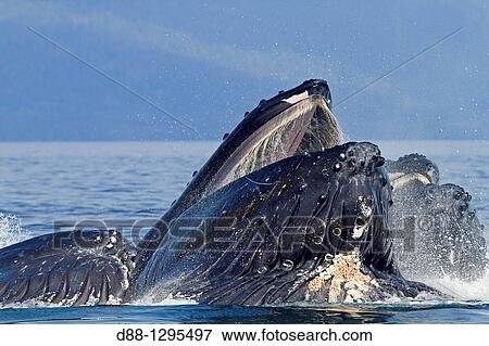 Bubble feeding Bubble net feeding Humpback whale Megaptera novaeangliae Order: Cetacea Suborder: Mysticeti Family: Balaenopteridae. View Large Photo Image Stock Photo - Bubble feeding Bubble net feeding Humpback whale Megaptera novaeangliae Order: Cetacea Suborder: Mysticeti Family: Balaenopteridae.. Fotosearch