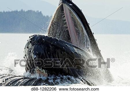 Bubble feeding Bubble net feeding Humpback whale Megaptera novaeangliae Order: Cetacea Suborder: Mysticeti Family: Balaenopteridae. View Large Photo Image Stock Photograph - Bubble feeding Bubble net feeding Humpback whale Megaptera novaeangliae Order: Cetacea Suborder: Mysticeti Family: Balaenopteridae.. Fotosearch