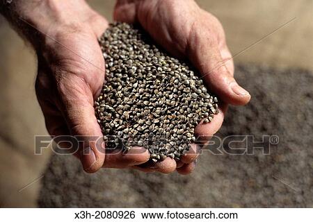 buckweat seeds, Ille-et-Vilaine department, Brittany region, France, northwest Europe. View Large Photo Image Stock Photograph - buckweat seeds, Ille-et-Vilaine department, Brittany region, France, northwest Europe.. Fotosearch