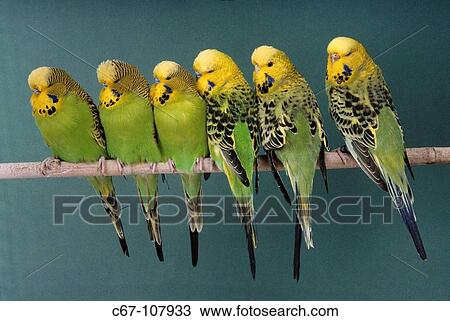 Stock Image - Budgerigar (Melopsittacus undulatus). Fotosearch